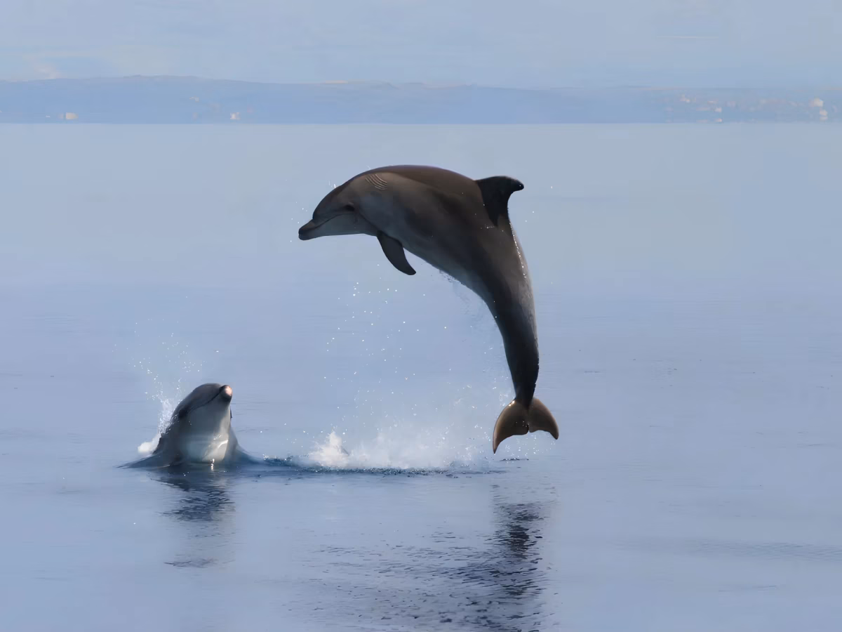 Two wild dolphins leaping from the calm sea off Poreč